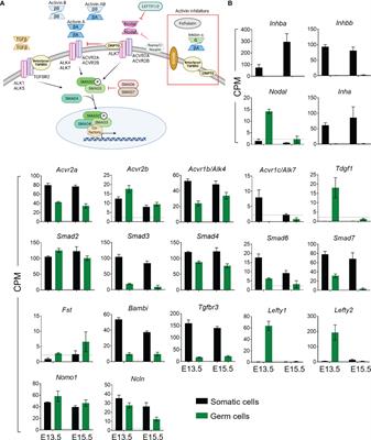 The Impact of Activin A on Fetal Gonocytes: Chronic Versus Acute Exposure Outcomes